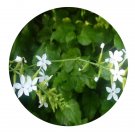 DwarfGiantFarm 200Pcs A Set Plumbagozeylanica Seed  Prodgf