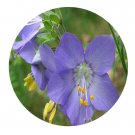 DwarfGiantFarm 200Pcs A Set Polemonium chinense Seed   Prodgf