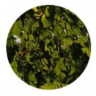 DwarfGiantFarm 200Pcs A Set Platanus acerifolia Seed    Prodgf