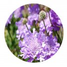 DwarfGiantFarm 200Pcs A Set Scabiosa atropurea Seed  Prodgf