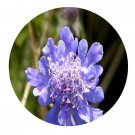 DwarfGiantFarm 200Pcs A Set Scabiosa tschiliensis Seed  Prodgf