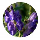 DwarfGiantFarm 200Pcs A Set Scutellaria orthocalyx Seed  Prodgf