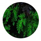 DwarfGiantFarm 200Pcs A Set Selaginella doederleinii Hieron Seed Prodgf