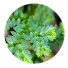 DwarfGiantFarm 200Pcs A Set Selaginella uncinata Seed Prodgf