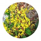 DwarfGiantFarm 200Pcs A Set Senecio nemoresis Seed Prodgf