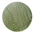DwarfGiantFarm 200Pcs A Set SCIRPUS VALIDUS CV.ZEBRINUS Seed  Prodgf