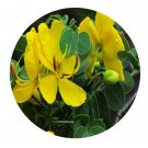 DwarfGiantFarm 200Pcs A Set Senna sulfurea  Seed  Prodgf