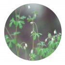 DwarfGiantFarm 200Pcs A Set Semiaguilegia adoxoides Seed   Prodgf