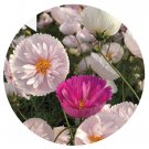 hiDGF  500Pcs A Set Cupcakes Mix Cosmos  Flower Seed Prodgf