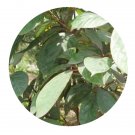 DwarfGiantFarm 200Pcs A Set Actinodaphne pilosa Seed Prodgf