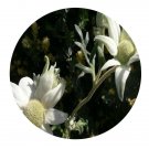 DwarfGiantFarm 200Pcs A Set Actinotus humilis Seed Prodgf