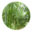 DwarfGiantFarm 200Pcs A Set Dendrocalamus latiflorus Munro  Seed Prodgf