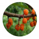 DwarfGiantFarm 200Pcs A Set Debregeasia orientalis Seed  Prodgf