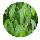 DwarfGiantFarm 200Pcs A Set Derris trifoliata Lour Seed  Prodgf