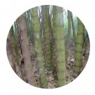 DwarfGiantFarm 200Pcs A Set Dendrocalamus sinicus Chia et  Seed Prodgf