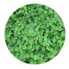 DwarfGiantFarm 200Pcs A Set Desmodium styracifolium Seed Prodgf