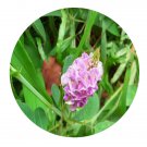 DwarfGiantFarm 200Pcs A Set Desmodium heterocarpon Seed  Prodgf