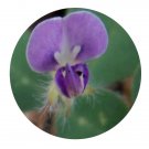 DwarfGiantFarm 200Pcs A Set Desmodium triflorum Seed  Prodgf