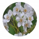 DwarfGiantFarm 200Pcs A Set Deutzia discolor Hemsl Seed  Prodgf