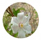 DwarfGiantFarm 200Pcs A Set Deutzia grandiflora Bunge Seed  Prodgf