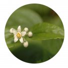 DwarfGiantFarm 200Pcs A Set Deutzia Seed Prodgf