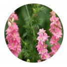 DwarfGiantFarm 200Pcs A Set Delphinium consolida Seed Prodgf