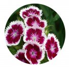 DwarfGiantFarm 200Pcs A Set Dianthus barbatus Seed Prodgf