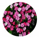DwarfGiantFarm 200Pcs A Set Dianthus barbatus var. asiaticus Seed Prodgf