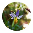 DwarfGiantFarm 200Pcs A Set Dianella ensifolia Seed Prodgf