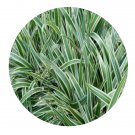 DwarfGiantFarm 200Pcs A Set Dianella ensifolia cv. White Variegated Seed  Prodgf