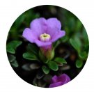 DwarfGiantFarm 200Pcs A Set Diapensia purpurea Diels Seed   Prodgf