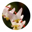 DwarfGiantFarm 200Pcs A Set Dicentra spectabilis Seed   Prodgf