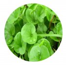 DwarfGiantFarm 200Pcs A Set Dichondra repens Seed  Prodgf