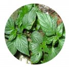 DwarfGiantFarm 200Pcs A Set Dicliptera chinensis Seed   Prodgf