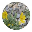 DwarfGiantFarm 200Pcs A Set Dicranostigma leptopodum Seed    Prodgf