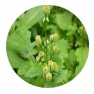 DwarfGiantFarm 200Pcs A Set Dichrocephala auriculata Seed  Prodgf