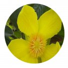 DwarfGiantFarm 200Pcs A Set Dillenia turbinata Finetet Gagnep Seed  Prodgf