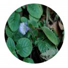 DwarfGiantFarm 200Pcs A Set Didymostigma obtusum Seed  Prodgf