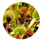 DwarfGiantFarm 200Pcs A Set Dionaea muscipula Giant Traps Seed Prodgf