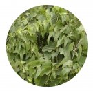 DwarfGiantFarm 200Pcs A Set Dioscorea opposita Seed  Prodgf