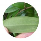 DwarfGiantFarm 200Pcs A Set Dioscorea cirrhosa Lour Seed  Prodgf