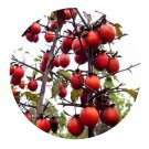 DwarfGiantFarm 200Pcs A Set Diospyros rhombifolia Hemsl Seed  Prodgf