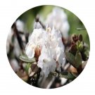 DwarfGiantFarm 200Pcs A Set Rhododendron primuliflorum Seed Prodgf