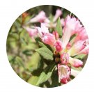 DwarfGiantFarm 200Pcs A Set Rhododendron duclouxii Seed Prodgf