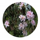 DwarfGiantFarm 200Pcs A Set Rhododendron rigidum Franch Seed Prodgf
