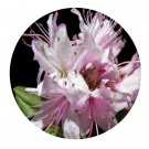 DwarfGiantFarm 200Pcs A Set Rhododendron fuyuanense Z. H. Yang Seed Prodgf