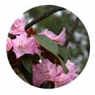 DwarfGiantFarm 200Pcs A Set Rhododendron rubiginosum Seed Prodgf