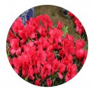 DwarfGiantFarm 200Pcs A Set Rhododendron neriiflorum Seed Prodgf