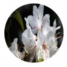 DwarfGiantFarm 200Pcs A Set Rhododendron siderophyllum Franch Seed Prodgf