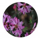 DwarfGiantFarm 200Pcs A Set Rhododendron spiciferum Seed Prodgf